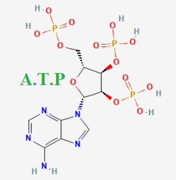 Cấu trúc hóa học Adenosine triphosphate A.T.P (Adenosine triphosphate chemical)