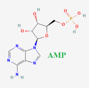 Cấu trúc hóa học của dược chất Adenosine monophosphate (AMP)