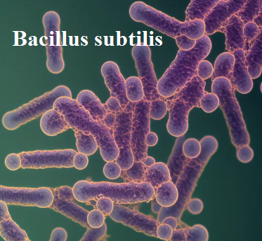 Bacillus subtilis