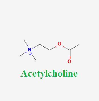 Cấu tạo hóa học Acetylcholine (Acetylcholine chemical)