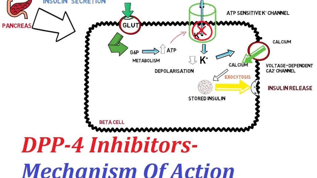 Káº¿t quáº£ hÃ¬nh áº£nh cho Alogliptin mechanism