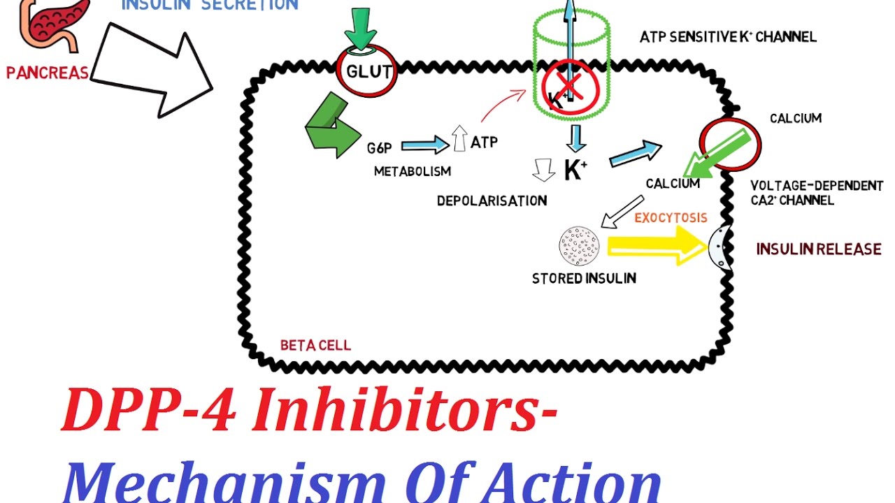 Kết quả hình ảnh cho Alogliptin mechanism