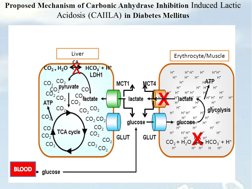 Kết quả hình ảnh cho carbonic anhydrase inhibitor diabete