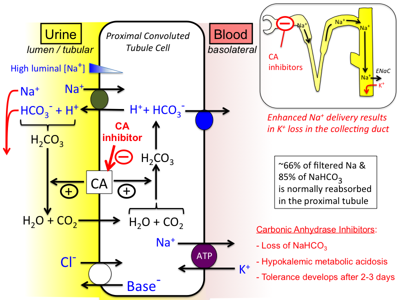 Kết quả hình ảnh cho carbonic anhydrase inhibitors