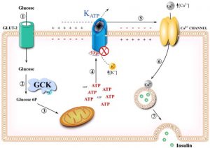 Káº¿t quáº£ hÃ¬nh áº£nh cho ATP-sensitive potassium channel
