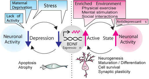 Káº¿t quáº£ hÃ¬nh áº£nh cho brain derived neurotrophic factor antidepressant