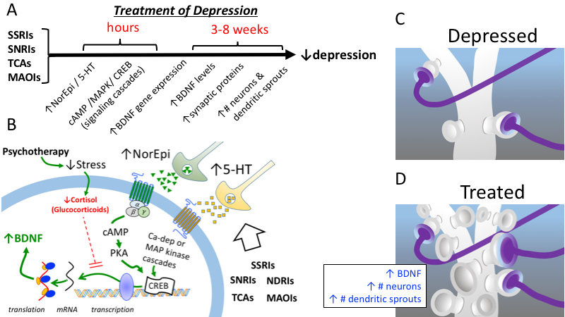 Káº¿t quáº£ hÃ¬nh áº£nh cho brain derived neurotrophic factor antidepressant