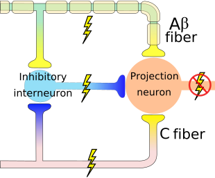 Káº¿t quáº£ hÃ¬nh áº£nh cho zona pain mechanism myelin