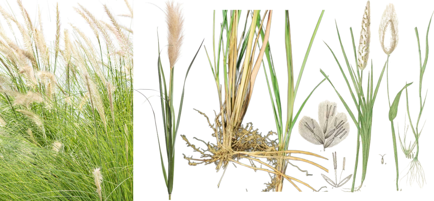 Cây Cỏ tranh (Imperata cylindrica (L.) P. Beauv. var).