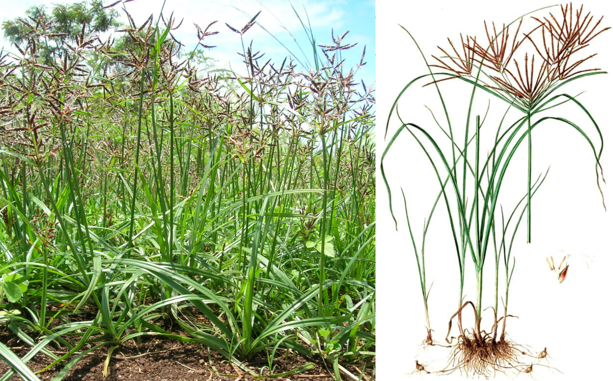 Cây Hương phụ hay tên khác là cỏ gấu (Cyperus rotundus L.).