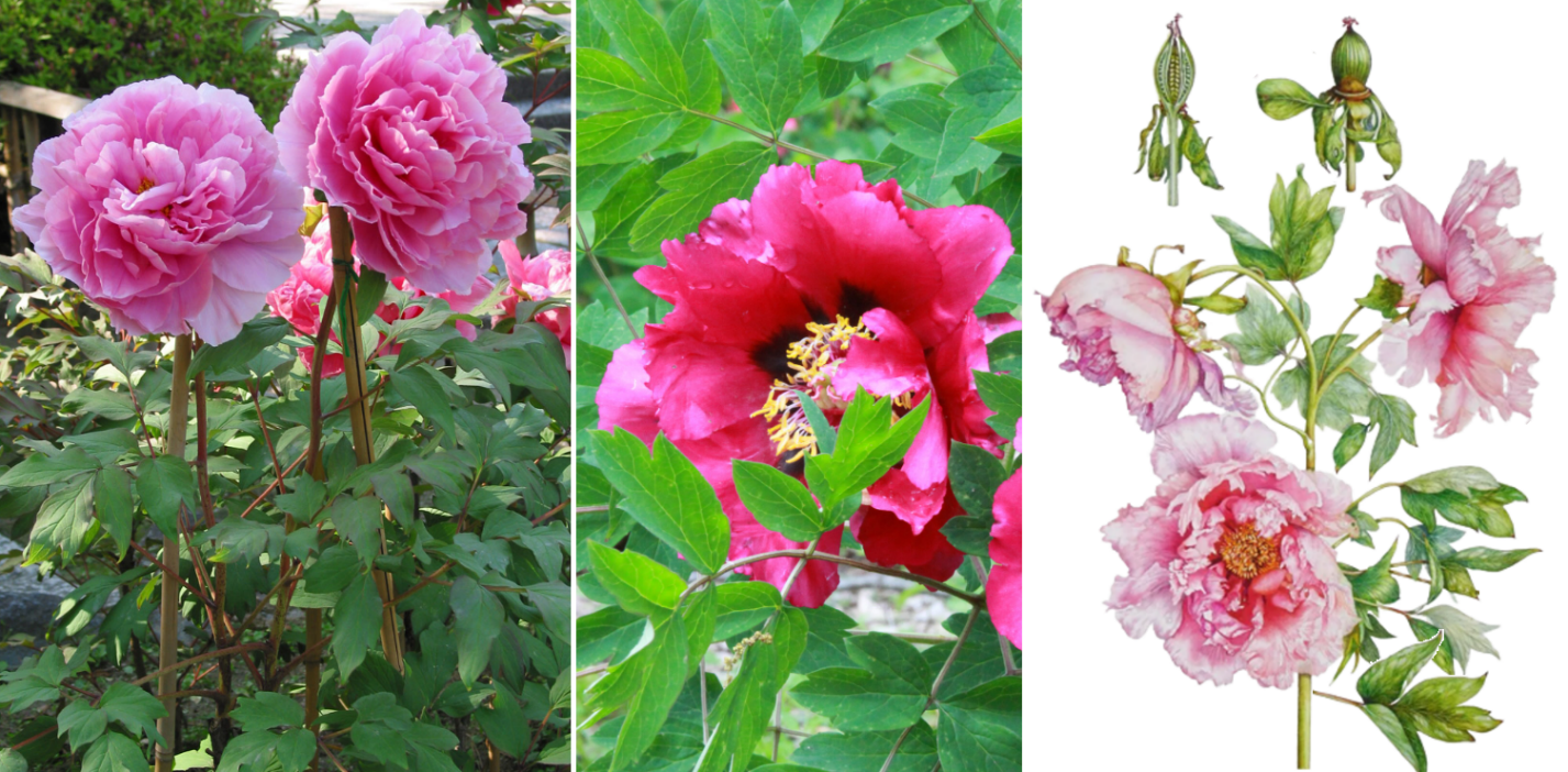 Cây Mẫu đơn (Paeonia suffruticosa Andr).