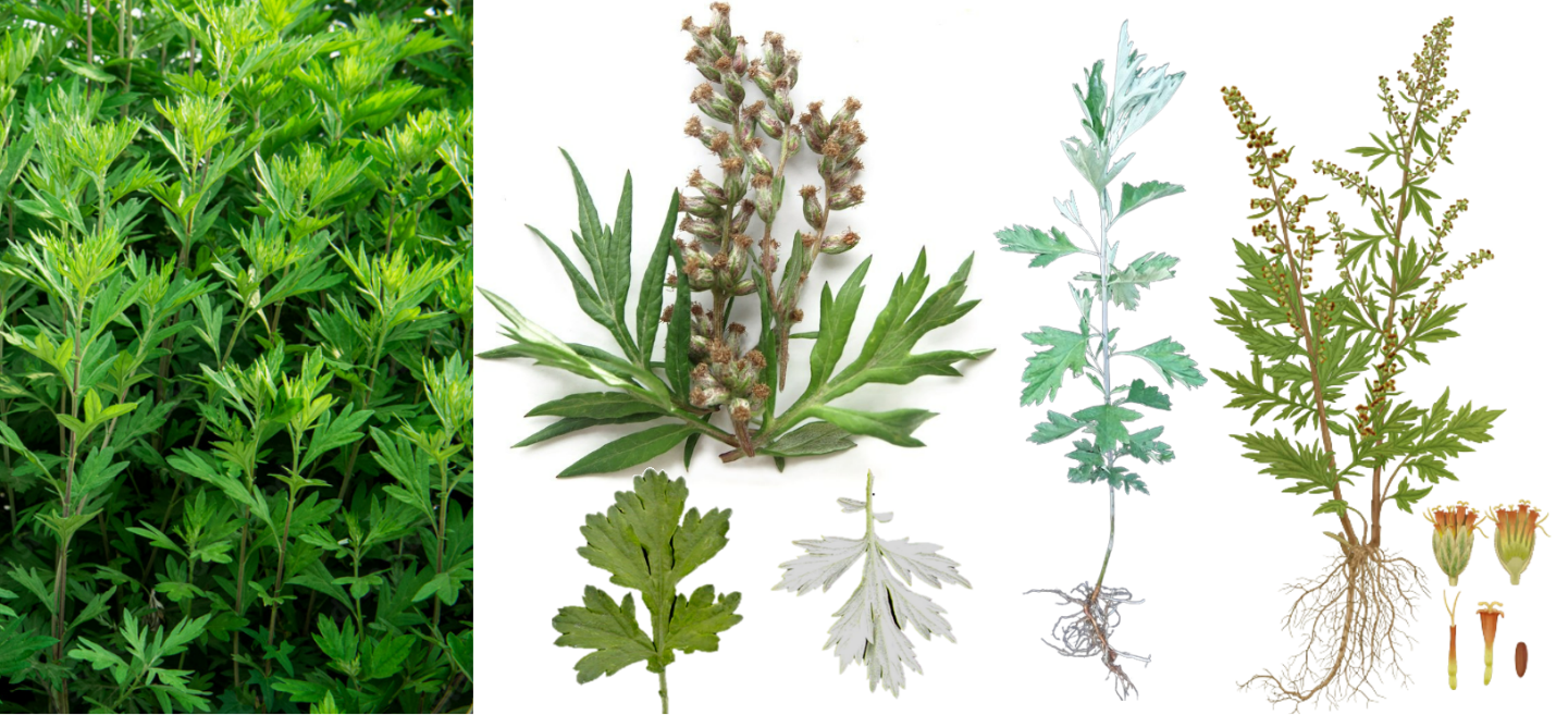 Cây Ngải cứu (Artemisia vulgaris L).