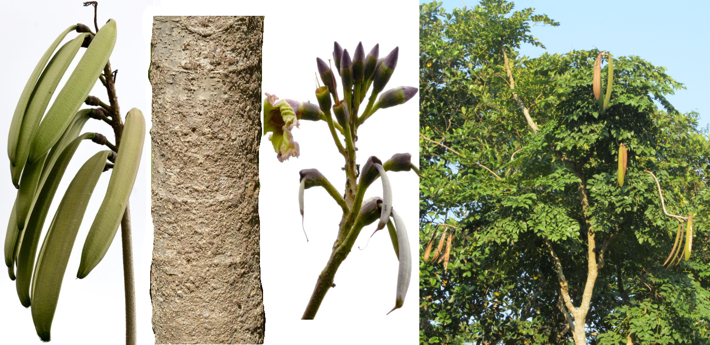 Cây Núc nác (Oroxylum indicum (L.) Kurz).